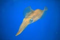 Bigfin Reef Squid in Japan