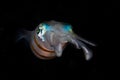 Bigfin Reef Squid at Night in Indonesia Royalty Free Stock Photo