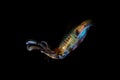 Bigfin Reef Squid in Nighttime Waters Royalty Free Stock Photo