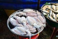 Bigfin reef squid