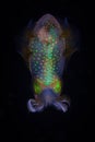 Colorful Bigfin Reef Squid at Night