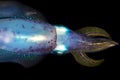 Bigfin reef squid, Sepioteuthis lessoniana Royalty Free Stock Photo