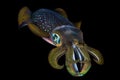 Bigfin reef squid, Sepioteuthis lessoniana Royalty Free Stock Photo