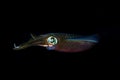 Bigfin reef squid, Sepioteuthis lessoniana Royalty Free Stock Photo