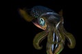 Bigfin reef squid, Sepioteuthis lessoniana Royalty Free Stock Photo