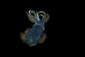 Bigfin reef squid, Sepioteuthis lessoniana