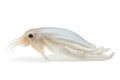 Bigfin reef squid soft cuttlefish on white background. Undersea animals. Food. Generative AI