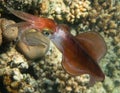 Bigfin Reef Squid