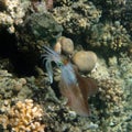 Bigfin Reef Squid