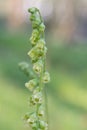 Bigflower tellima, Tellima grandiflora, close-up inflorescence Royalty Free Stock Photo