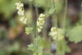 Bigflower tellima, Tellima grandiflora