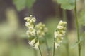 Bigflower tellima, Tellima grandiflora