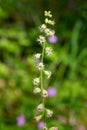 Bigflower tellima (tellima grandiflower