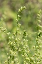 Bigflower tellima (tellima grandiflower