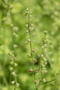 Bigflower tellima (tellima grandiflower