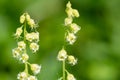 Bigflower tellima (tellima grandiflower