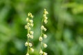 Bigflower tellima (tellima grandiflower