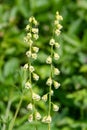 Bigflower tellima (tellima grandiflower