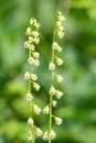 Bigflower tellima (tellima grandiflower