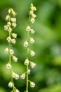 Bigflower tellima (tellima grandiflower