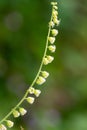 Bigflower tellima (tellima grandiflower