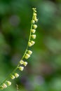 Bigflower tellima (tellima grandiflower