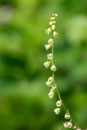 Bigflower tellima (tellima grandiflower