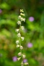 Bigflower tellima (tellima grandiflower