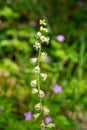 Bigflower tellima (tellima grandiflower