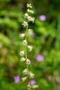 Bigflower tellima (tellima grandiflower