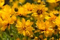 Bigflower Tickseed flowering in East Grinstead