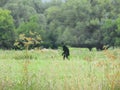 Bigfoot wanders through field at daybreak