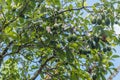 HARVEST AVOCADO TREE