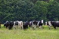 A bigger heard of white black and brown cow heifers and calves observing a group of people Royalty Free Stock Photo