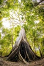 Biggest Amazon tree Angelim Vermelho in tropical rainforest