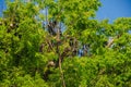 The biggest australian bats: the flying foxes