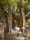 Biggest Badyan tree, in Bali, Indonesia