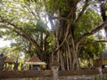 Biggest Badyan tree, in Bali, Indonesia Royalty Free Stock Photo