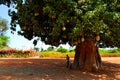 Biggest baobab tree in Senegal