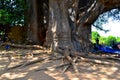 Biggest baobab tree in Senegal