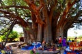 Biggest baobab tree in Senegal