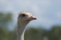 The biggest of birds in the world Royalty Free Stock Photo