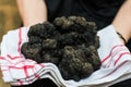 Biggest black truffle dordogne perigord France