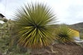 Biggest bromelie, Puya raimondii, Huascaran, Peru