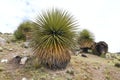 Biggest bromelie, Puya raimondii, Huascaran, Peru