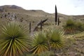 Biggest bromelie, Puya raimondii, Huascaran, Peru