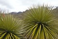 Biggest bromelie, Puya raimondii, Huascaran, Peru