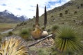 Biggest bromelie, Puya raimondii, Huascaran, Peru