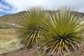 Biggest bromelie, Puya raimondii, Huascaran, Peru