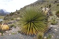 Biggest bromelie, Puya raimondii, Huascaran, Peru